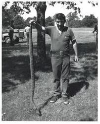 ["Black and white photograph of a man holding a rattlesnake in McAlester, Oklahoma on Armed Forces Day. 1973"]