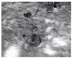 ["Black and white photograph of a rattlesnake. Armed Forces Day. 1973."]