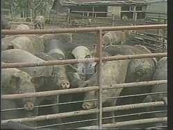 ["The 1988 campaign ad targets Congressman Tom Tocchi, emphasizing his enthusiastic leadership in advocating for a controversial $12,000 pay raise for congress members. Scenes depict Tocchi greedily guiding his peers toward financial gain, with public dismay visible, painting him as prioritizing personal gain over public service."]