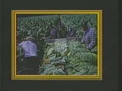 ["The 1988 political ad for Democratic candidate Charles Grandison Rose showcases his assertive leadership and devotion to both North Carolina and the nation. Through a variety of scenes���������from addressing a crowd to shaking hands with workers���������the ad emphasizes his strength, reliability, and solidarity with his constituents, reinforcing his image as a dedicated leader."]