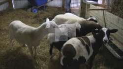 ["The 2014 political ad for Republican candidate Andrew McNeil showcases several scenes of him confidently concluding speeches at various campaign events. In each scene, McNeil is at a podium with U.S. flags and campaign banners, addressing an applauding, attentive audience. His confident, hopeful demeanor is emphasized as he reasserts his qualifications and leadership vision."]